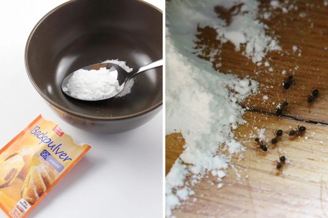 养植物有蚊子怎么办,家里养的花如何防虫防蚂蚁