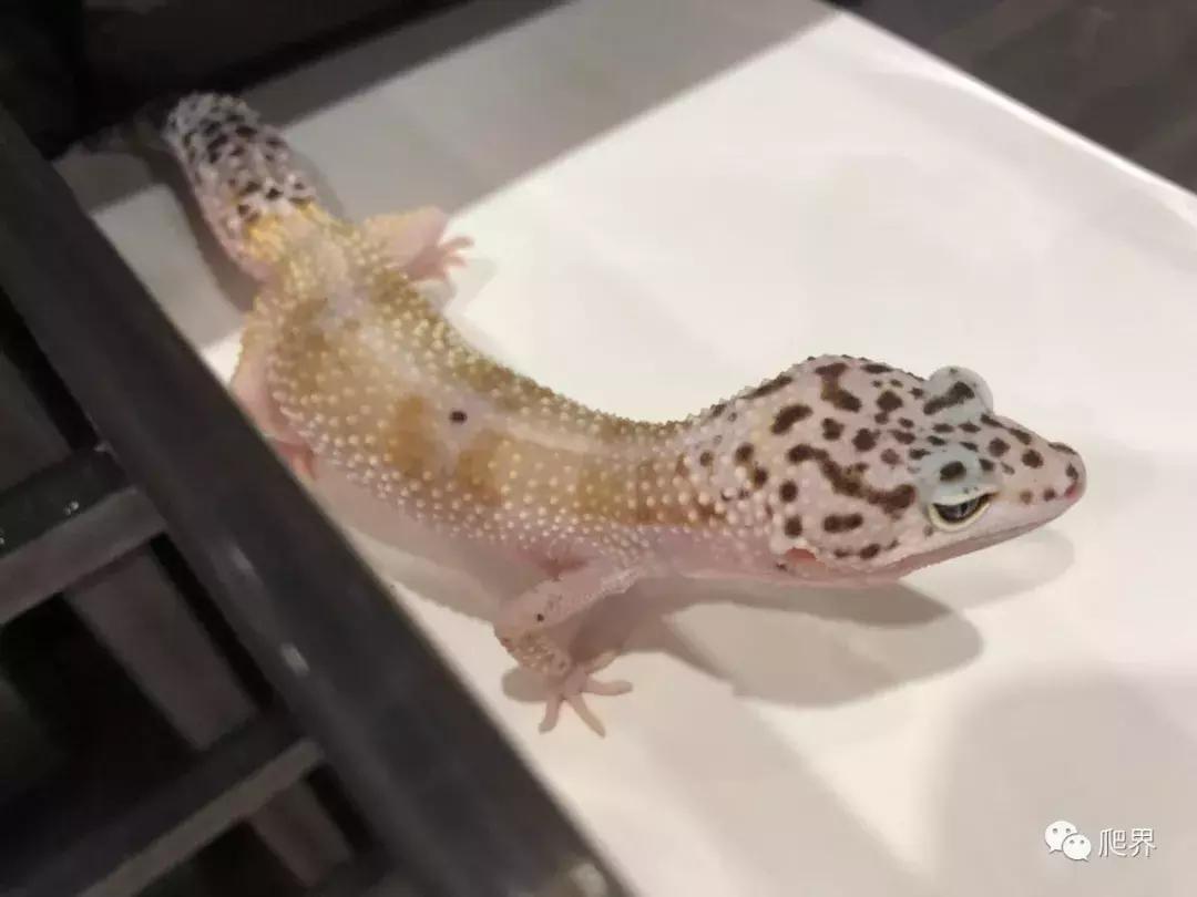 湛江爬宠店,深圳爬宠店在哪里