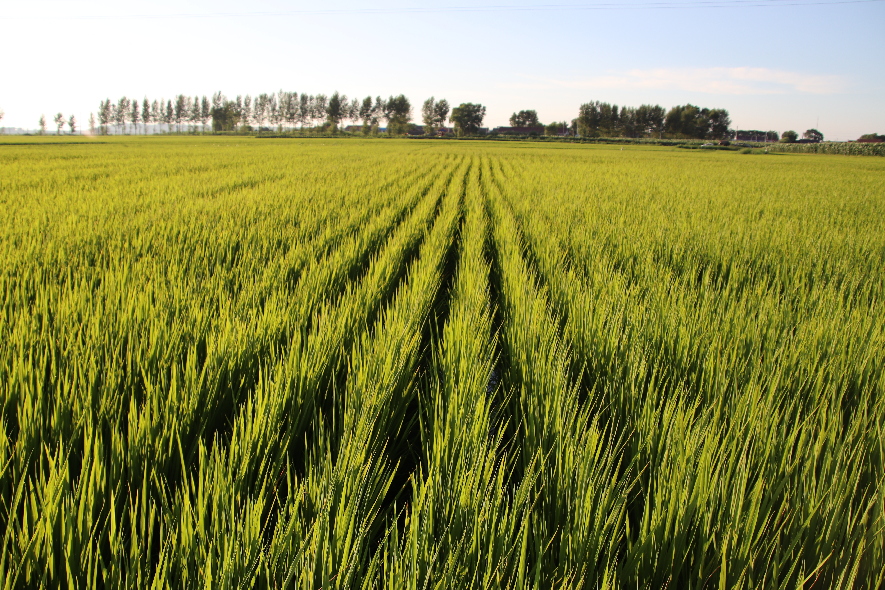 吉林榆树乡村振兴,吉林榆树农业全景