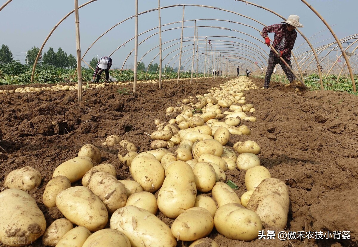 土豆高产种植技术全过程,秋土豆种植技术怎么才能高产