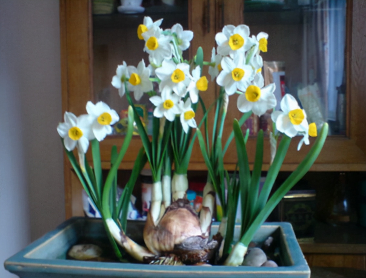 水仙花叶子怎么去矮化,水仙花矮化时间过长会影响生长吗