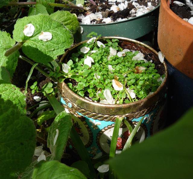 夏季高温清凉,高温天气穿什么凉快