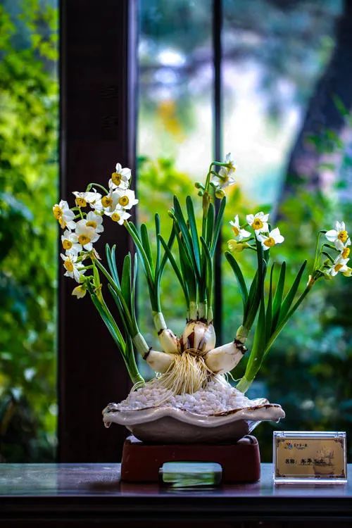 水仙对光照的要求,水仙施肥的正确方法