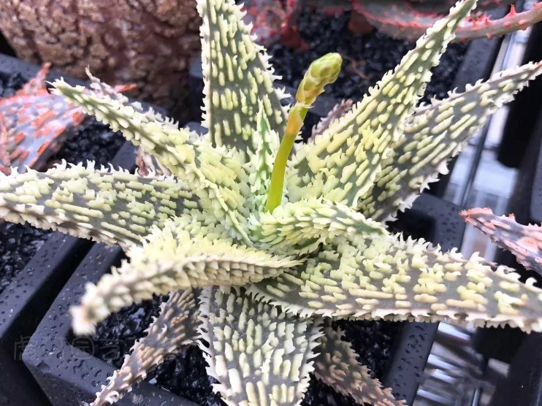 园艺观赏芦荟,园艺芦荟图鉴说明