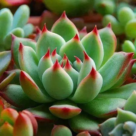 容易爆盆又好养的多肉你值得拥有,容易养好养活而且便宜的多肉