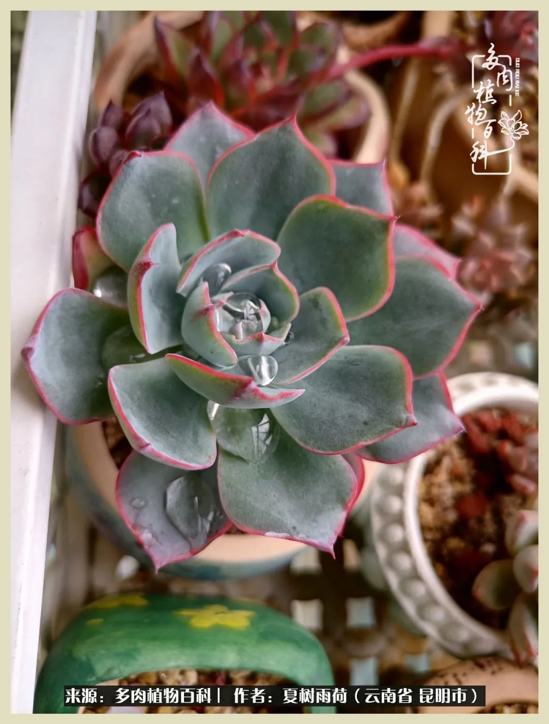 自从养了多肉有了窗台想要个阳台,养多肉10年多