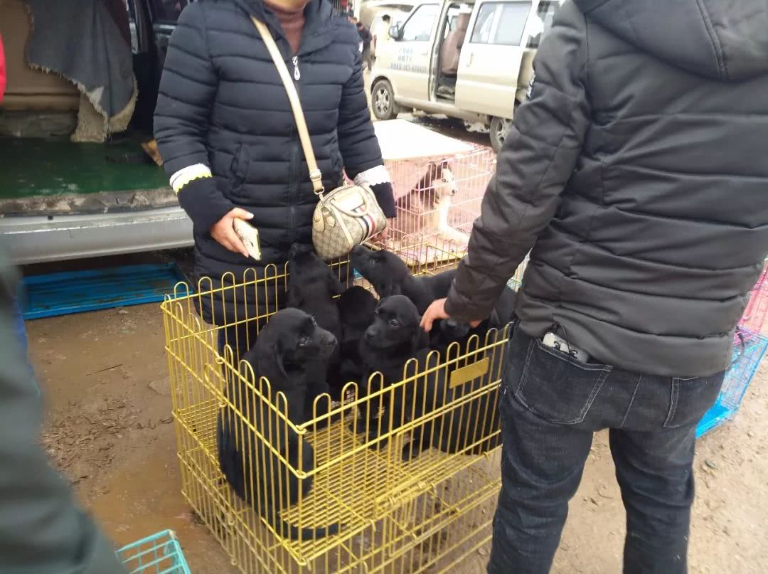农村狗市300元就卖了的拉布拉多,同城自家拉布拉多小狗出售