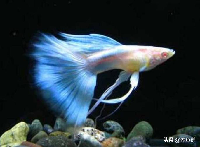 什么观赏鱼最好养又存活率高,观赏鱼分为哪四类