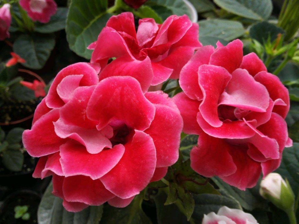 大岩桐叶子发黄有枯点怎么回事,大岩桐花叶子发黄叶边干枯怎么办