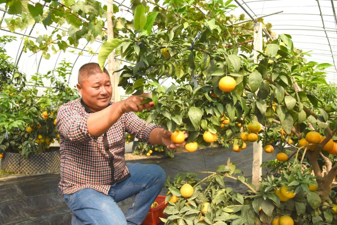 溧阳一“半路出家”的果农种出“爱玛士橘”