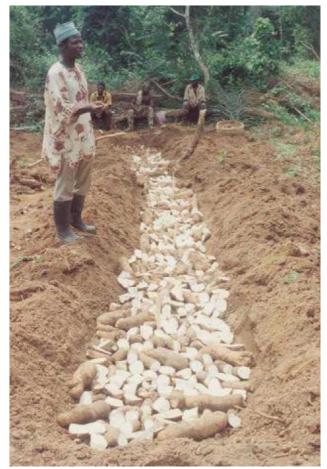 山药种苗繁殖技术,山药育苗留种技术
