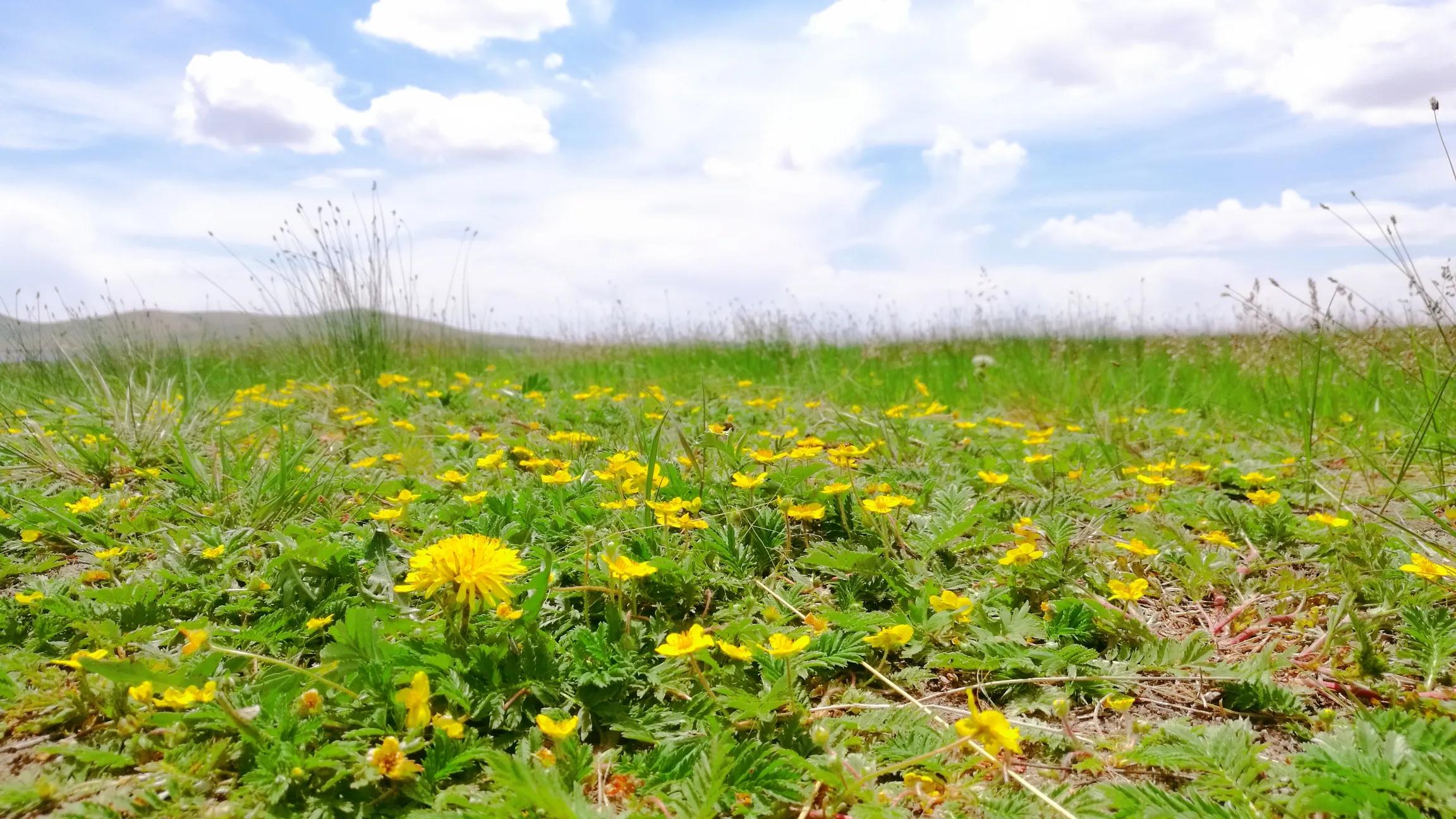 天边草原乌拉盖，《狼图腾》取景地，内蒙古保存最完好的天然草甸