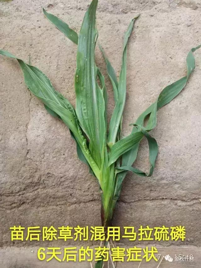 玉米苗后除草剂药害解决方法,前茬除草剂药害咋办