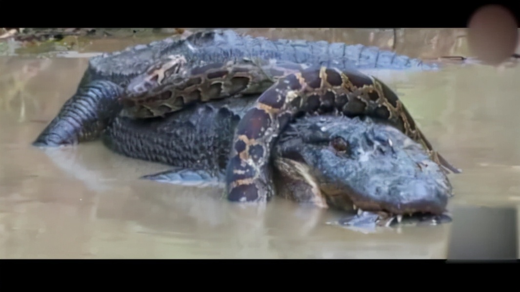 孟加拉虎捕猎网纹蟒,孟加拉虎和网纹蟒