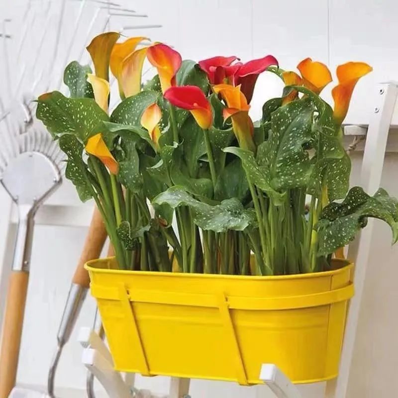 夏季怎样养好马蹄莲花盆栽,蓝色马蹄莲盆栽怎么养好看