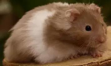 仓鼠种类大仓鼠,仓鼠的详细资料仓鼠的种类