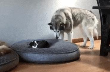 能不能养宠物鼠狗兔猫,能不能养宠物鼠猫狗呢