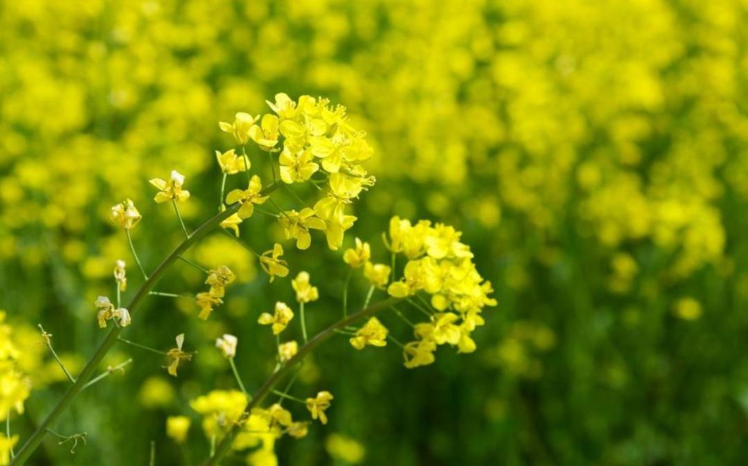 关于菜花香气的诗词,关于菜花的诗句