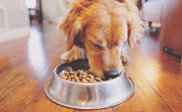 狗狗最爱玩的室外玩具,狗狗最喜欢玩的玩具是什么