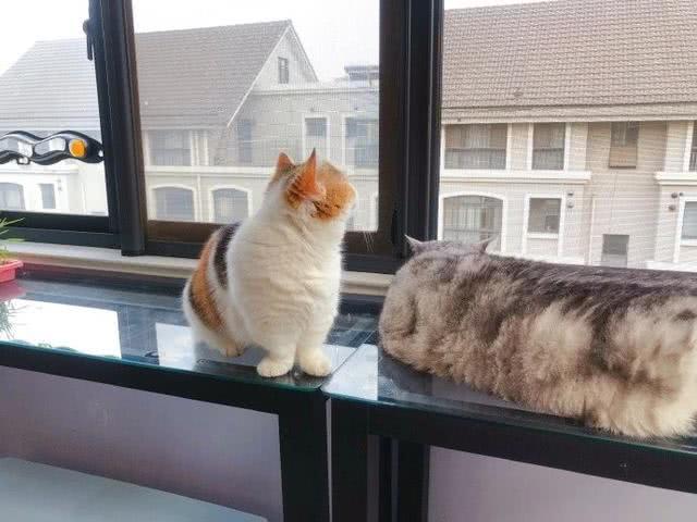 猫咪养胖用什么猫粮,猫咪养胖