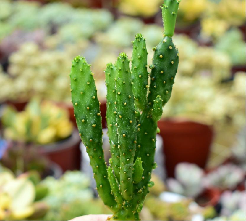 网购的植物好看又好养活的有哪些,网上买什么植物好看好养