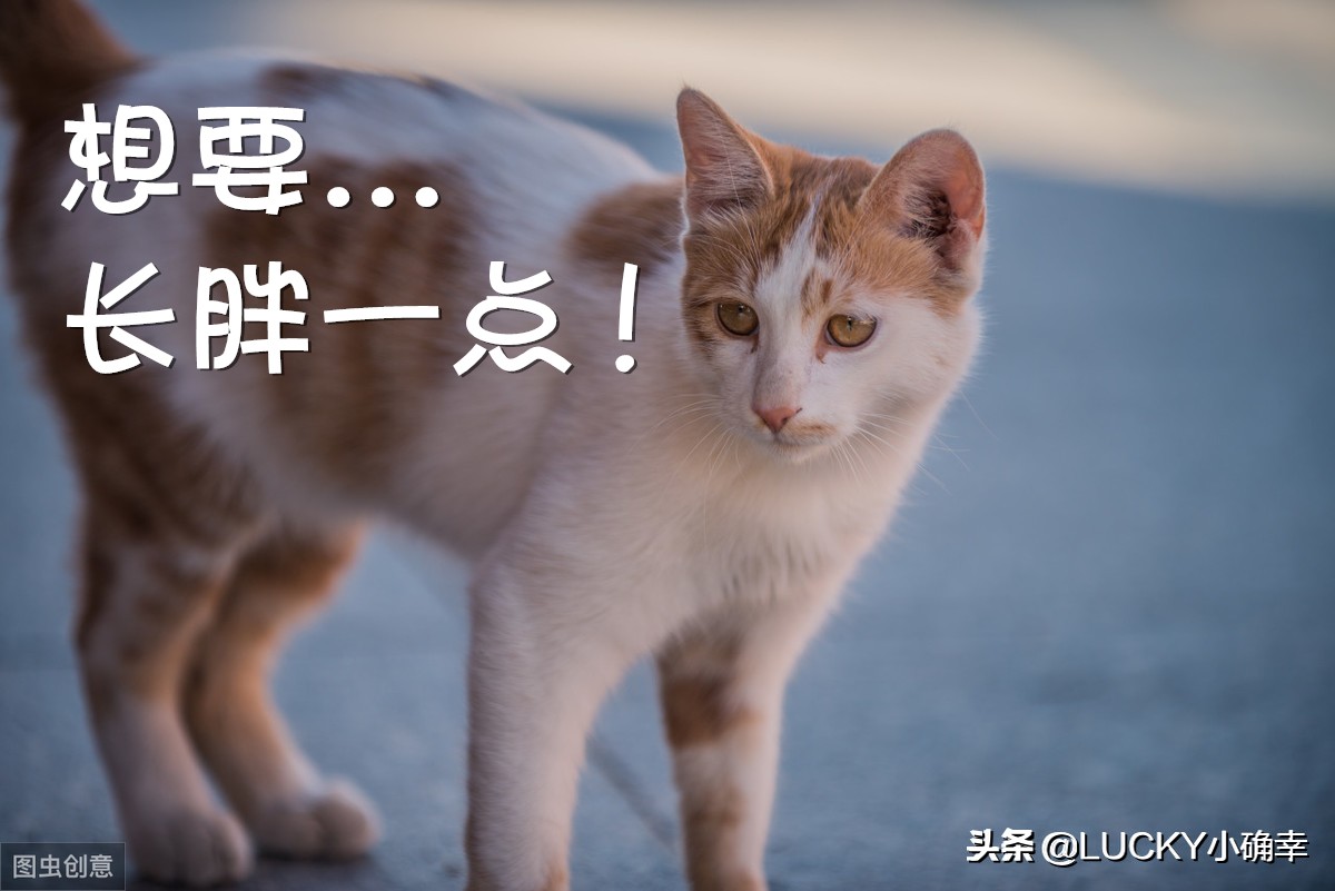 猫咪低产是什么原因,猫咪干货分享