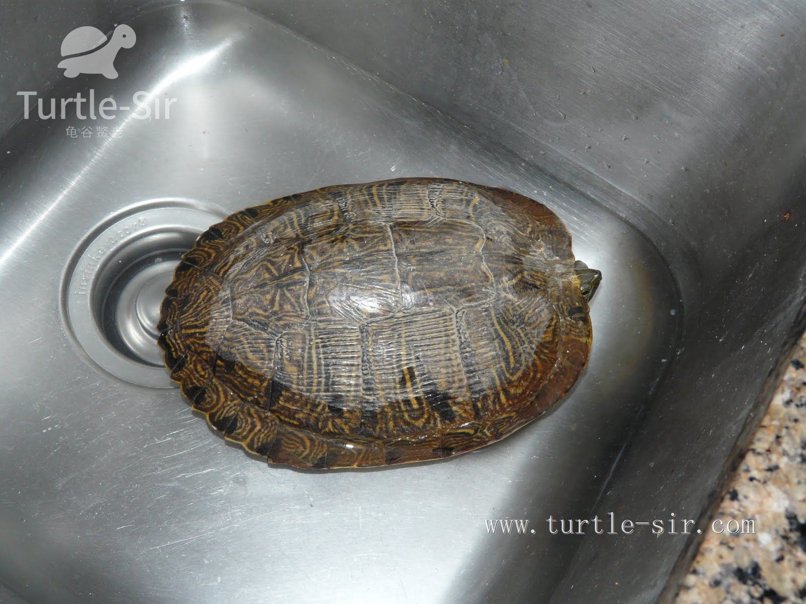 养小乌龟如何选龟粮,10元买了一只乌龟怎么养