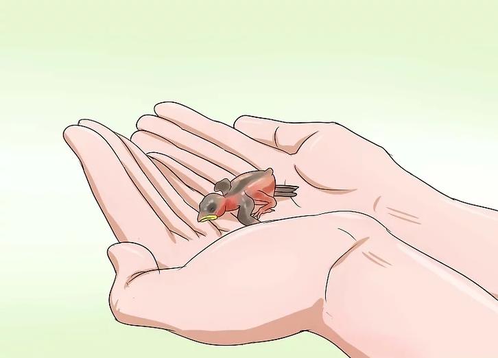 你有没有养过小动物,你有没有想过要养一只猫