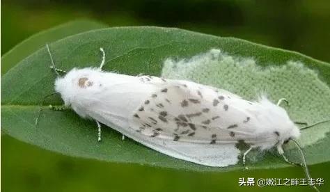 外来物种入侵，山东以下地区被列入2020美囯白蛾疫区