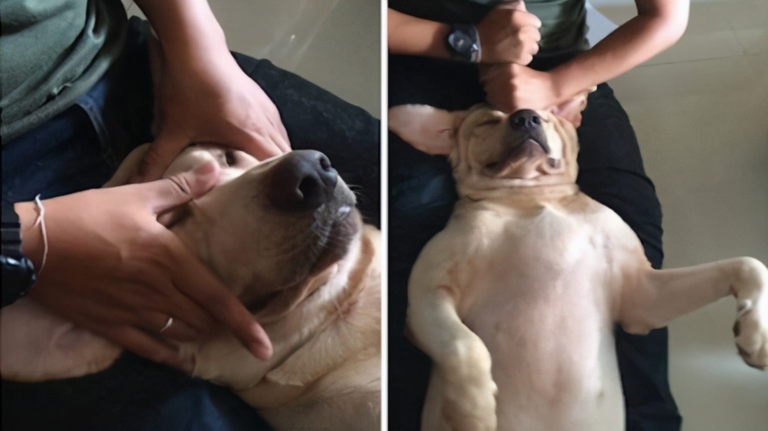 狗狗按摩方法：给狗狗来一套“马杀鸡”，让它更爱你