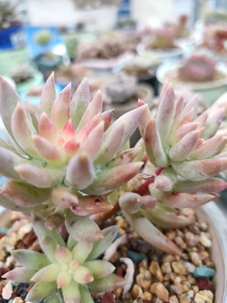 疫情期间在家欣赏多肉,疫情期间被多肉治愈