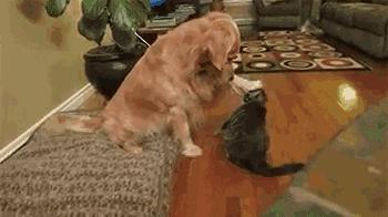 狗狗上厕所前刨地是什么意思,狗狗刨土啥意思