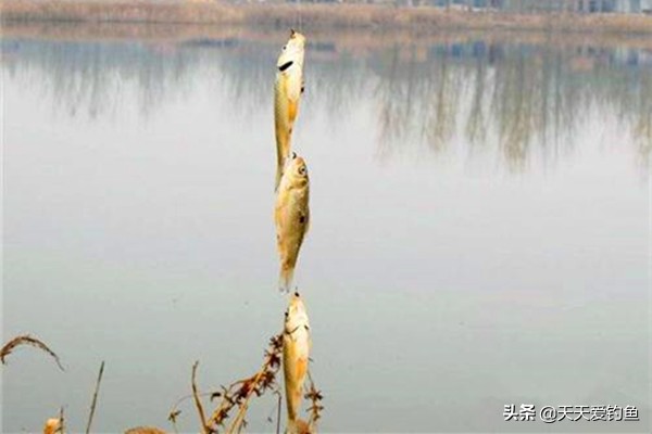 深水鱼群钓鱼技巧,浅水钓鲫鱼小鱼闹窝技巧