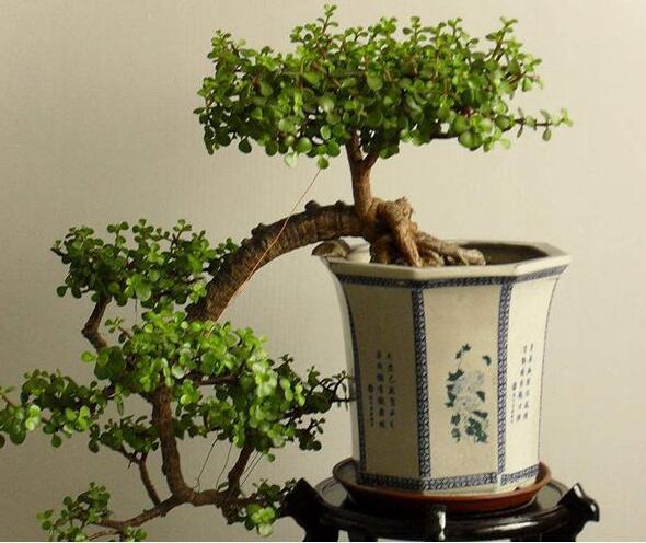 盆景怎么种植,黄腐酸钾盆景