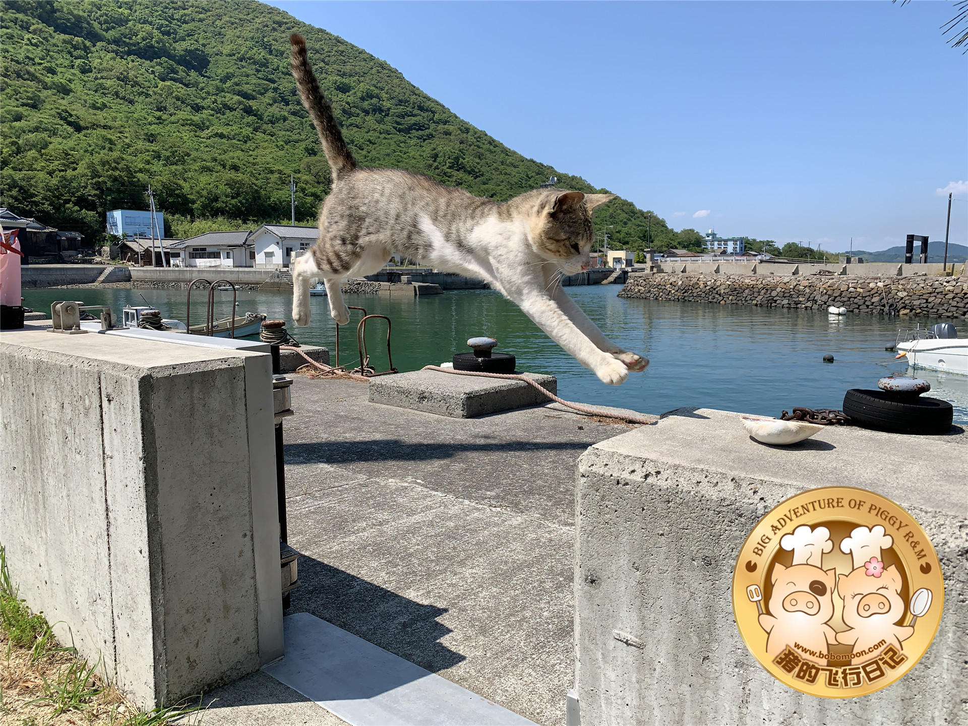 被铲屎官惊到的喵星人,让铲屎官瑟瑟发抖的喵星人