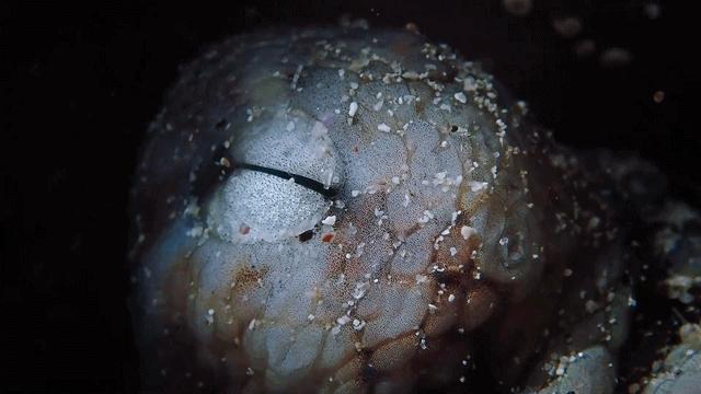 人鱼情未了在线阅读,人鱼情未了电视剧免费观看