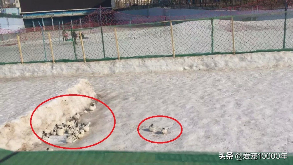 雪地养兔,侏儒兔冬天能户外养么