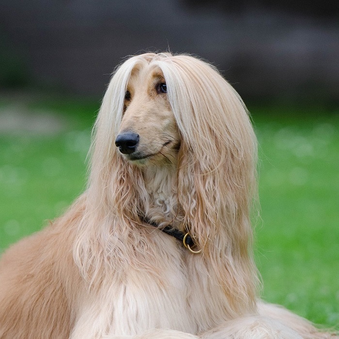 世界上最昂贵的10只狗,世界上十大最名贵的犬种附图