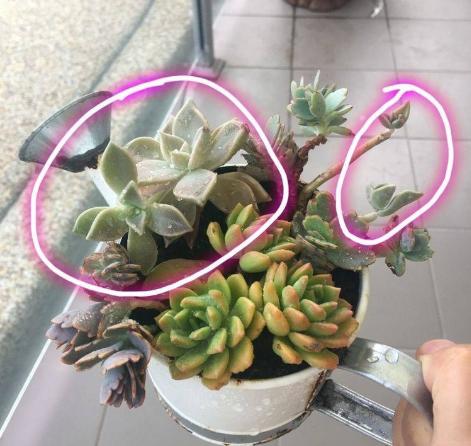 蓝石莲怎么栽,蓝石莲容易爆盆吗