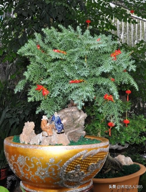 澳洲杉树盆景怎么养护,扦插的澳洲杉怎么养护