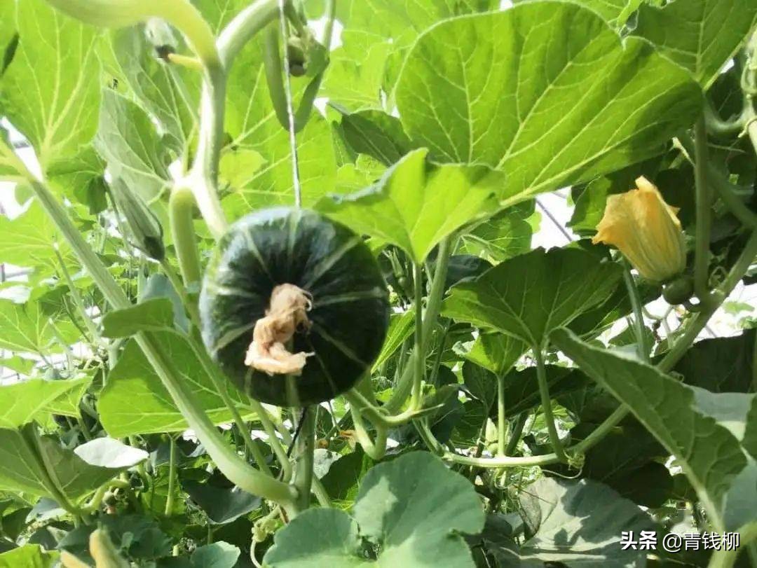 贝贝南瓜苗的种植方法,贝贝南瓜广东种植技术