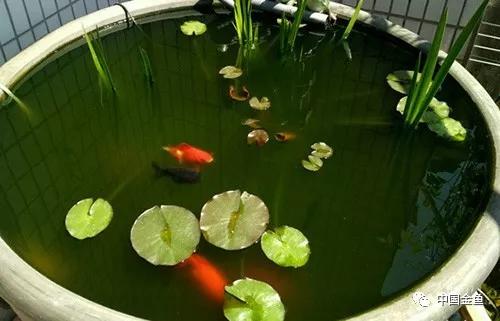 古法养金鱼的饲养方法,古法养金鱼的技巧和方法