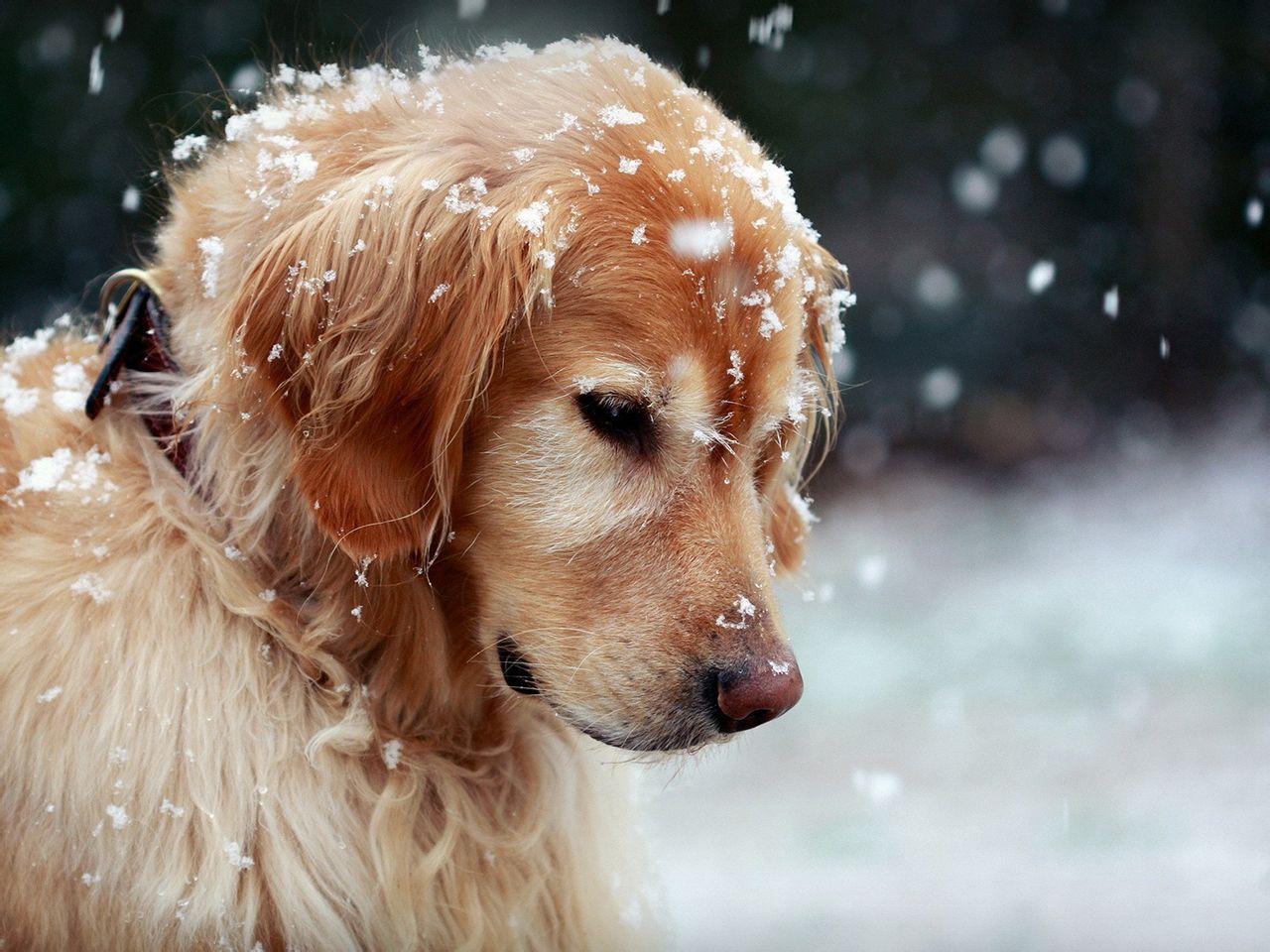 金毛突然干呕,金毛吃东西呕吐大概是什么病