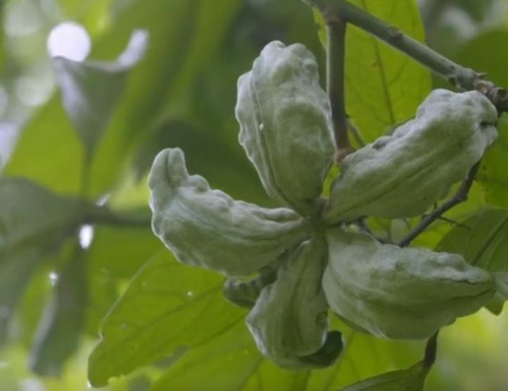 可乐能长在树上吗,可乐是树上长的吗