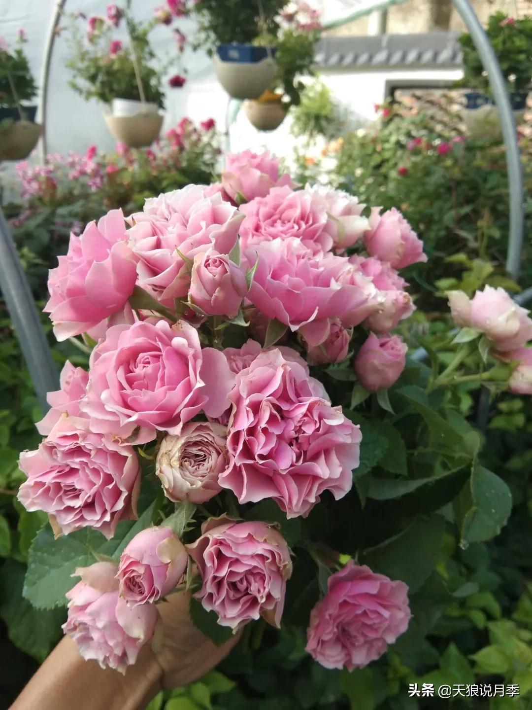 月季春季第一波花要不要剪,月季春季第一波花开后嫁接