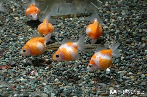 怎么把金鱼的蛋孵化出来,怎么让金鱼生蛋