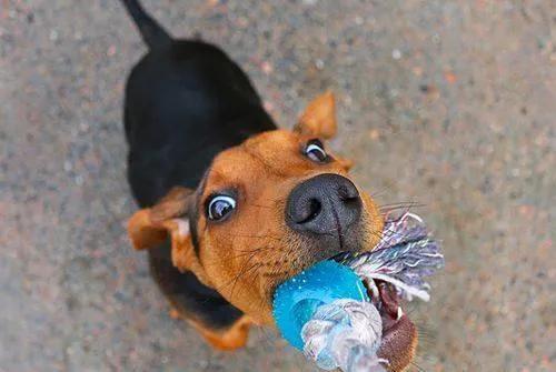 被小狗的牙齿刮到没出血要紧吗,被小狗狗牙齿刮蹭了皮要打疫苗吗