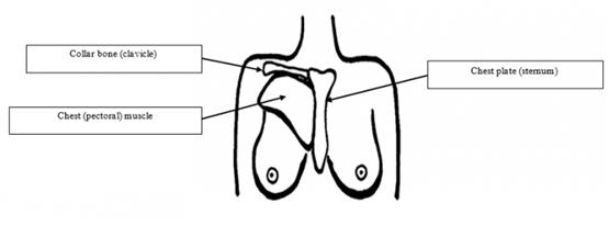 哺乳期乳房针扎的痛还可以喂奶吗,68岁乳房像针扎一样疼痛怎么回事
