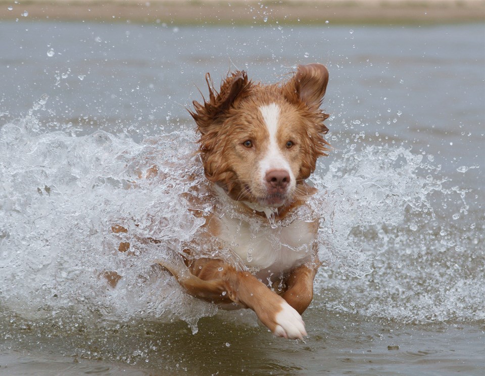冬天怎么给狗狗洗澡才能不生病,狗狗不洗澡也能保持干净的方法