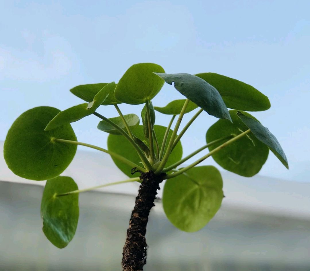 怎么养金钱草使它叶子变大,金钱草如何养护才能爆盆